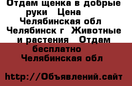 Отдам щенка в добрые руки › Цена ­ 1 - Челябинская обл., Челябинск г. Животные и растения » Отдам бесплатно   . Челябинская обл.